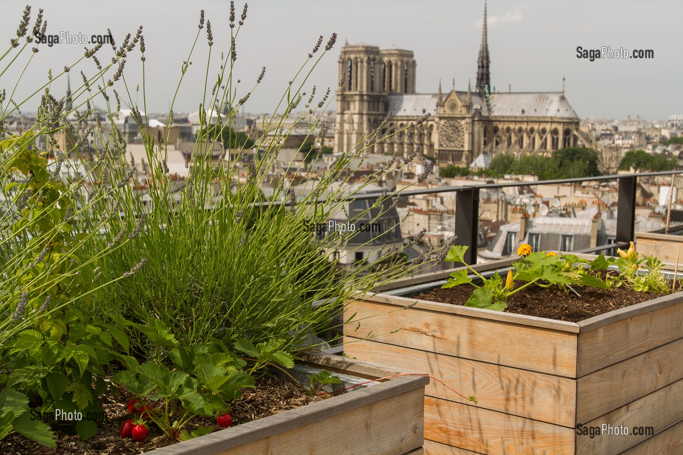 TOIT POTAGER DU RESTAURANT LE TERROIR PARISIEN, YANNICK ALLENO AU 9EME ETAGE DE LA MAISON DE LA MUTUALITE, 5 EME ARRONDISSEMENT, PARIS (75), FRANCE 