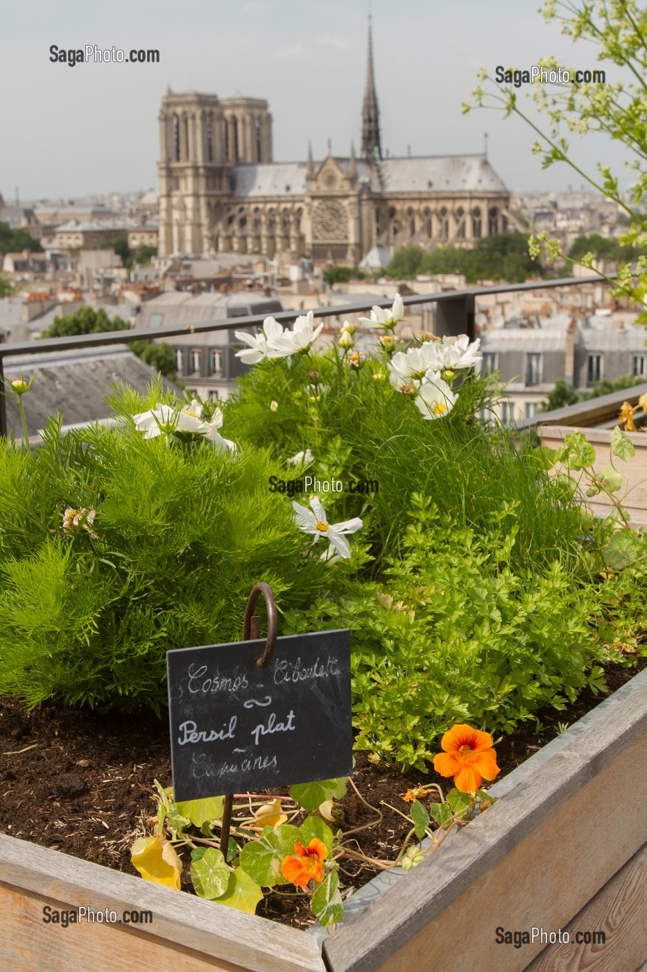 TOIT POTAGER DU RESTAURANT LE TERROIR PARISIEN, YANNICK ALLENO AU 9EME ETAGE DE LA MAISON DE LA MUTUALITE, 5 EME ARRONDISSEMENT, PARIS (75), FRANCE 