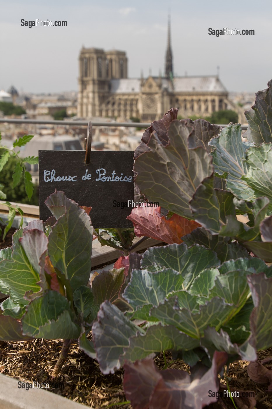 TOIT POTAGER DU RESTAURANT LE TERROIR PARISIEN, YANNICK ALLENO AU 9EME ETAGE DE LA MAISON DE LA MUTUALITE, 5 EME ARRONDISSEMENT, PARIS (75), FRANCE 