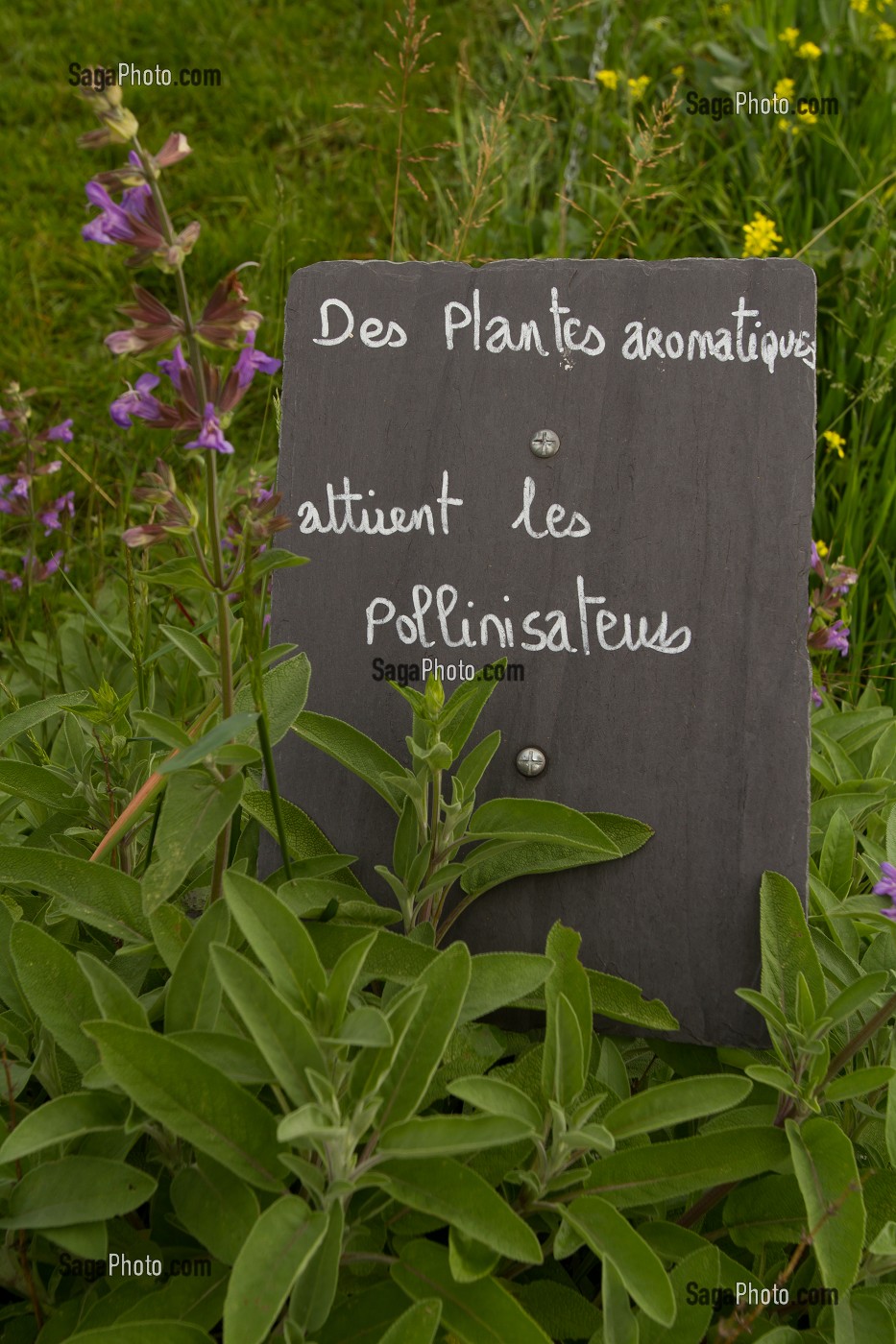 LA FERME DE PARIS, SITUEE DANS LE BOIS DE VINCENNES, EST UNE EXPLOITATION AGRICOLE A VOCATION PEDAGOGIQUE, 12EME ARRONDISSEMENT, PARIS (75), FRANCE 
