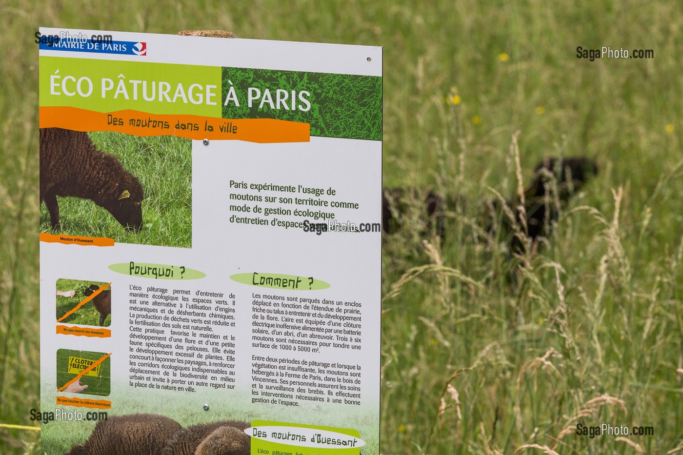 ECO-PATURAGE SUR LE SITE DES ARCHIVES DE PARIS, BOULEVARD SERURIER, PARIS 19 EME ARRONDISSEMENT 