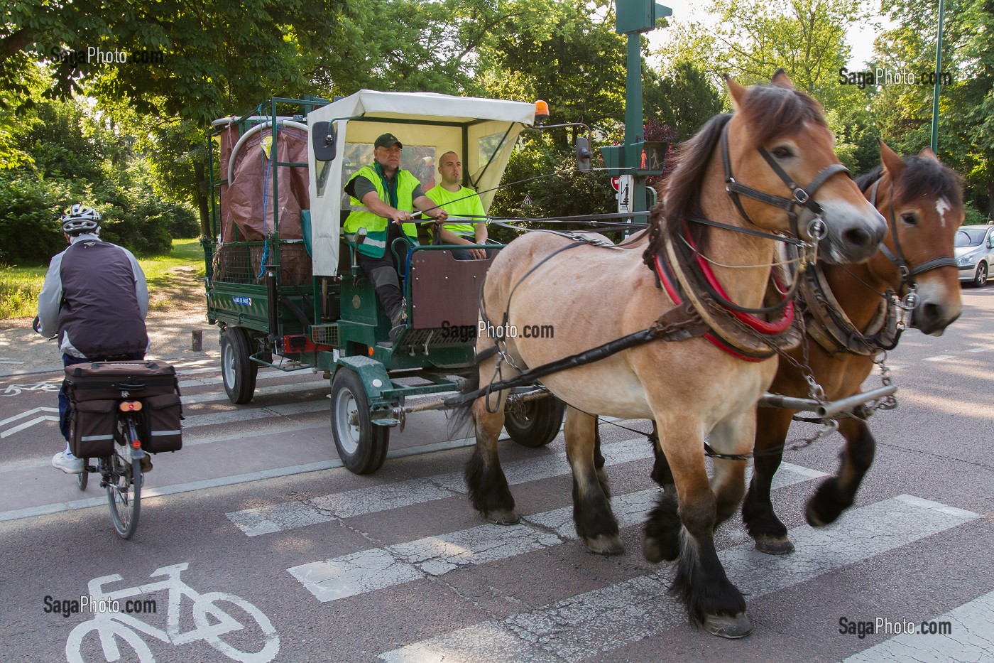 CHEVAUX DE TRAIT EMPLOYES DANS LE BOIS DE VINCENNES POUR EFFECTUER DES TRAVAUX D'ENTRETIEN, 12EME ARRONDISSEMENT, PARIS (75), FRANCE 