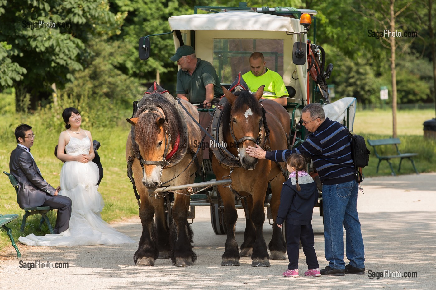 CHEVAUX DE TRAIT EMPLOYES DANS LE BOIS DE VINCENNES POUR EFFECTUER DES TRAVAUX D'ENTRETIEN, 12EME ARRONDISSEMENT, PARIS (75), FRANCE 