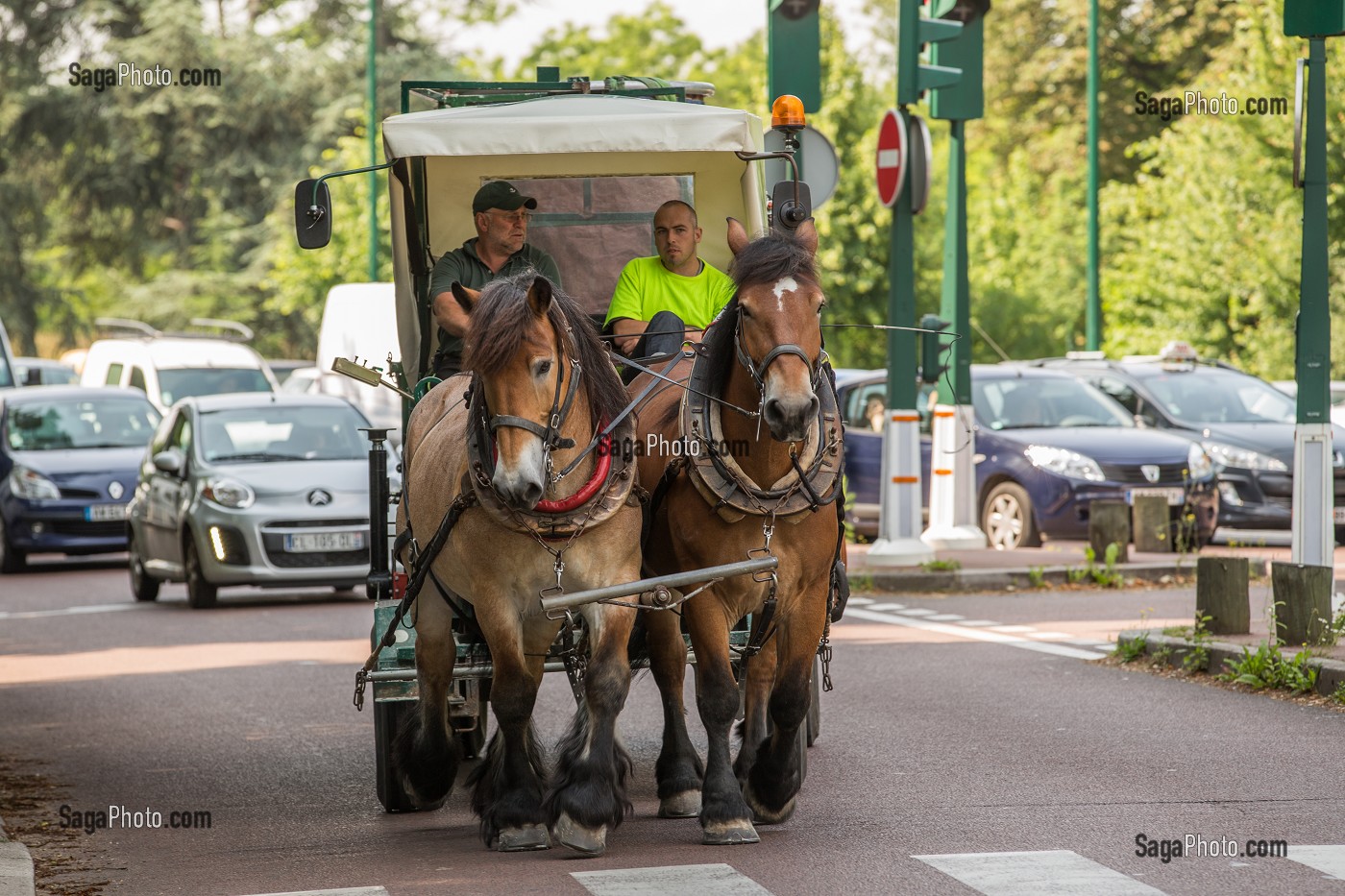 CHEVAUX DE TRAIT EMPLOYES DANS LE BOIS DE VINCENNES POUR EFFECTUER DES TRAVAUX D'ENTRETIEN, 12EME ARRONDISSEMENT, PARIS (75), FRANCE 
