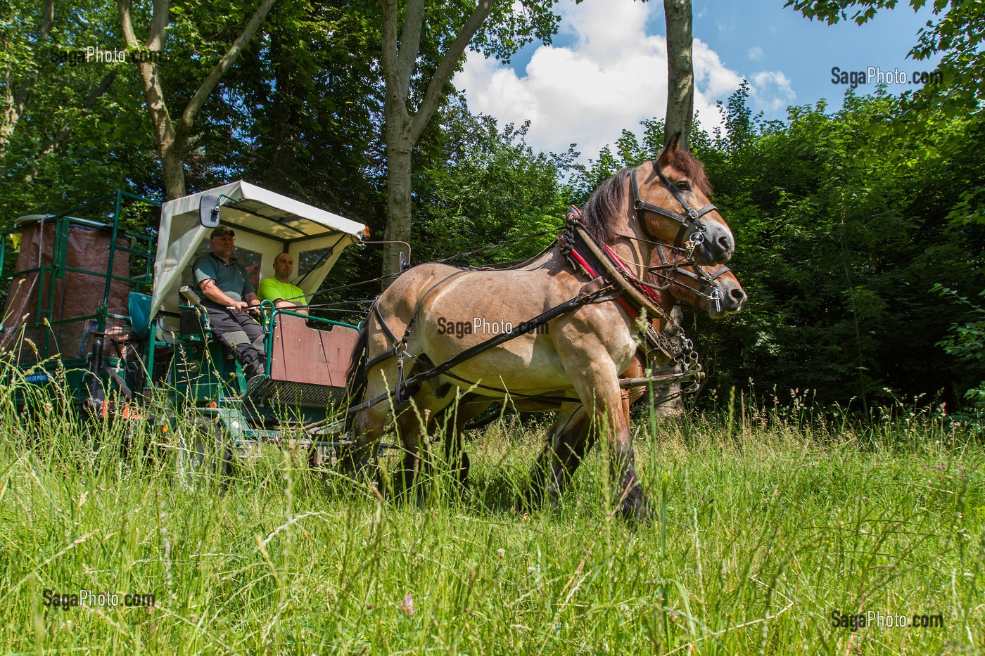 CHEVAUX DE TRAIT EMPLOYES DANS LE BOIS DE VINCENNES POUR EFFECTUER DES TRAVAUX D'ENTRETIEN, 12EME ARRONDISSEMENT, PARIS (75), FRANCE 