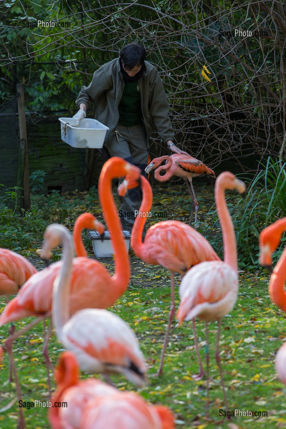 FLAMANTS ROSES, SOIGNEUSE MENAGERIE DU JARDIN DES PLANTES, 5 EME ARRONDISSEMENT, PARIS (75), ILE-DE-FRANCE, FRANCE 