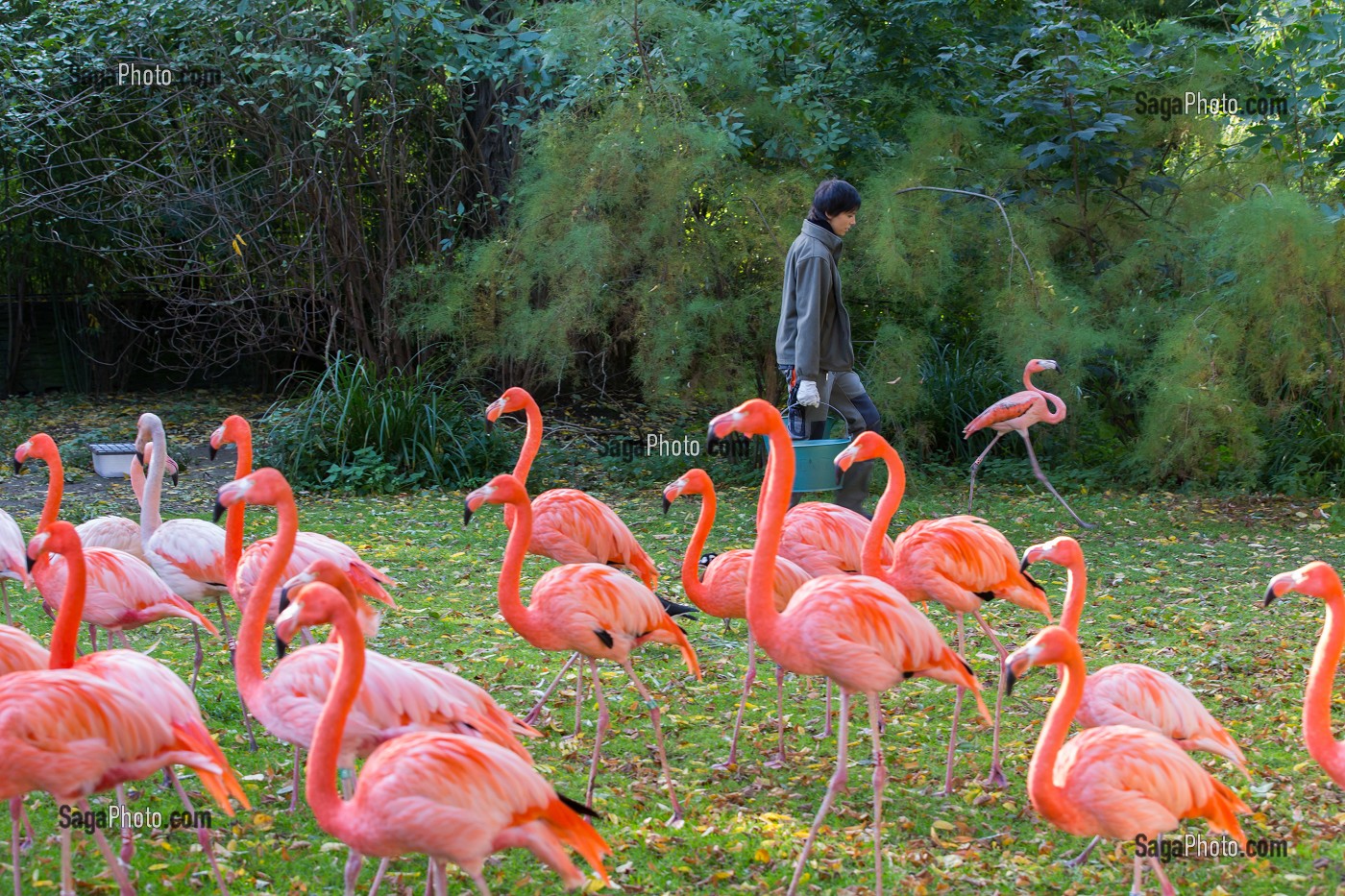 FLAMANTS ROSES, SOIGNEUSE DE LA MENAGERIE DU JARDIN DES PLANTES, 5 EME ARRONDISSEMENT, PARIS (75), ILE-DE-FRANCE, FRANCE 