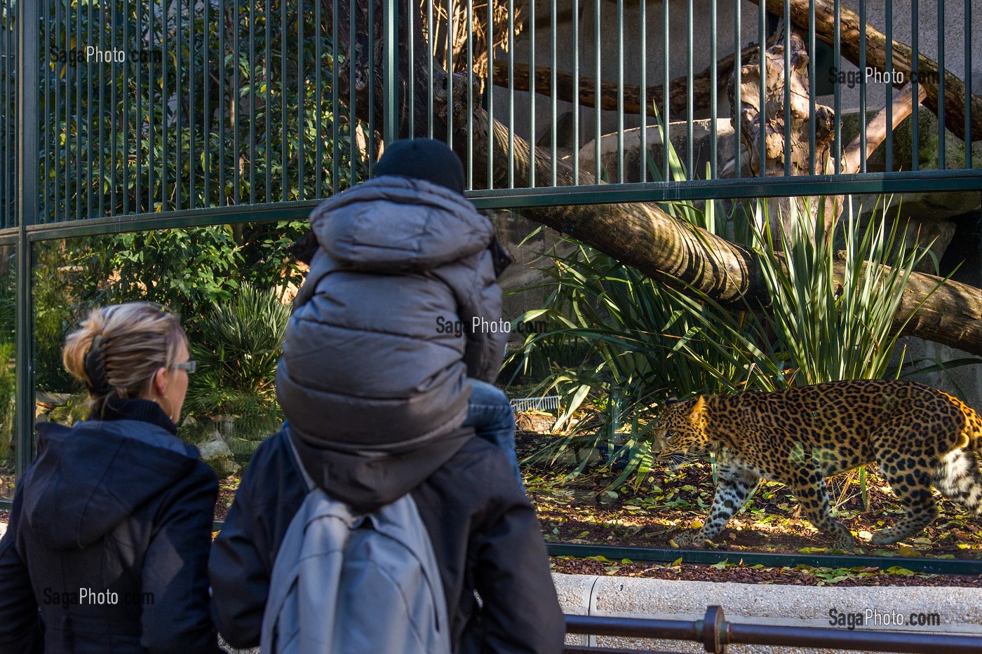 PANTHERE DE CHINE, MENAGERIE DU JARDIN DES PLANTES, 5 EME ARRONDISSEMENT, PARIS (75), ILE-DE-FRANCE, FRANCE 