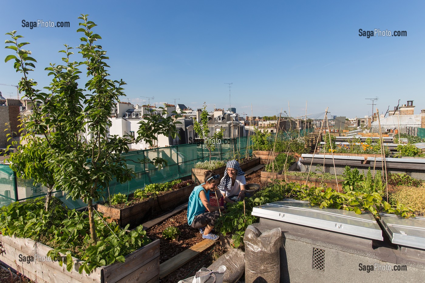 NICOLAS BEL, INGENIEUR, EXPERIMENTATION DE JARDIN SUR LE TOIT, ECOLE AGROPARISTECH, 5EME ARRONDISSEMENT, PARIS (75), FRANCE 