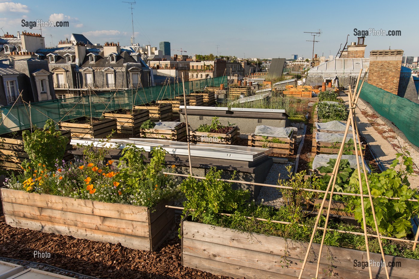 EXPERIMENTATION DE JARDIN SUR LE TOIT, ECOLE AGROPARISTECH, PARIS 5EME ARRONDISSEMENT 