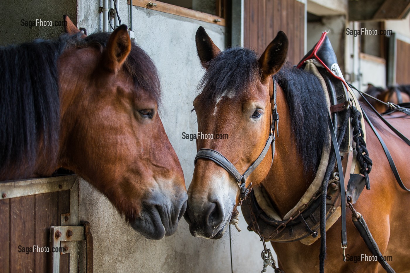 CHEVAUX ARDENNAIS, CHEVAUX DE TRAIT DE LA MAIRIE DE PARIS, ILS SERVENT AUX TRAVAUX D'ENTRETIEN DU BOIS DE VINCENNES, 12 EME ARRONDISSEMENT, PARIS (75), FRANCE 