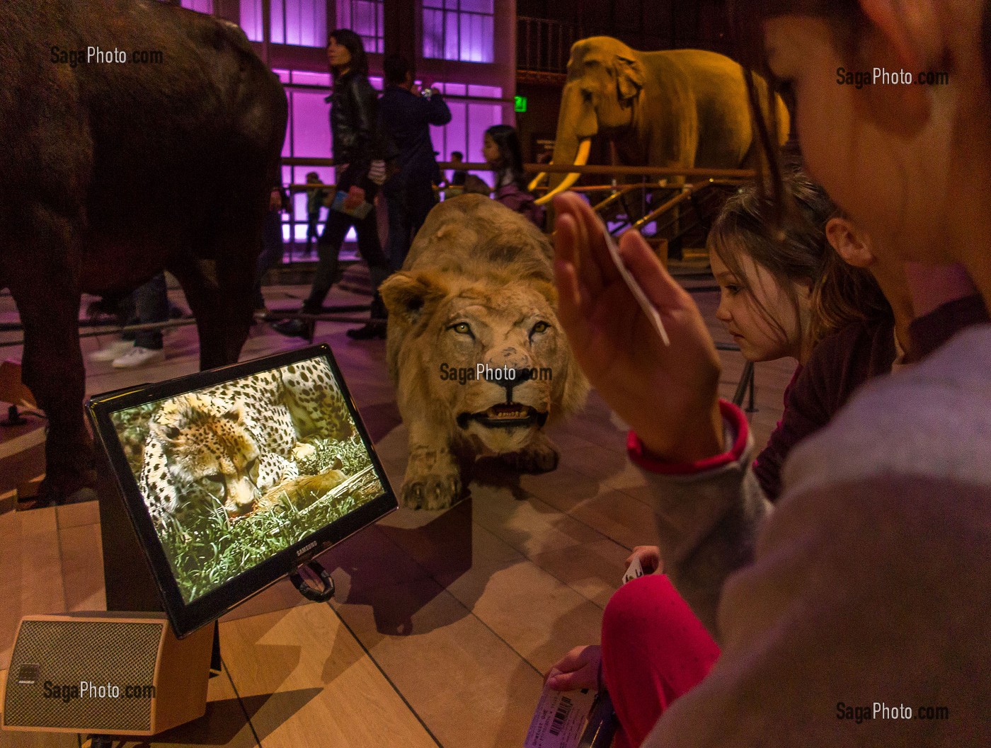 GRANDE GALERIE DE L'EVOLUTION, MUSEUM NATIONAL D'HISTOIRE NATURELLE, JARDIN DES PLANTES, VEME ARRONDISSEMENT, PARIS (75), ILE-DE-FRANCE, FRANCE 