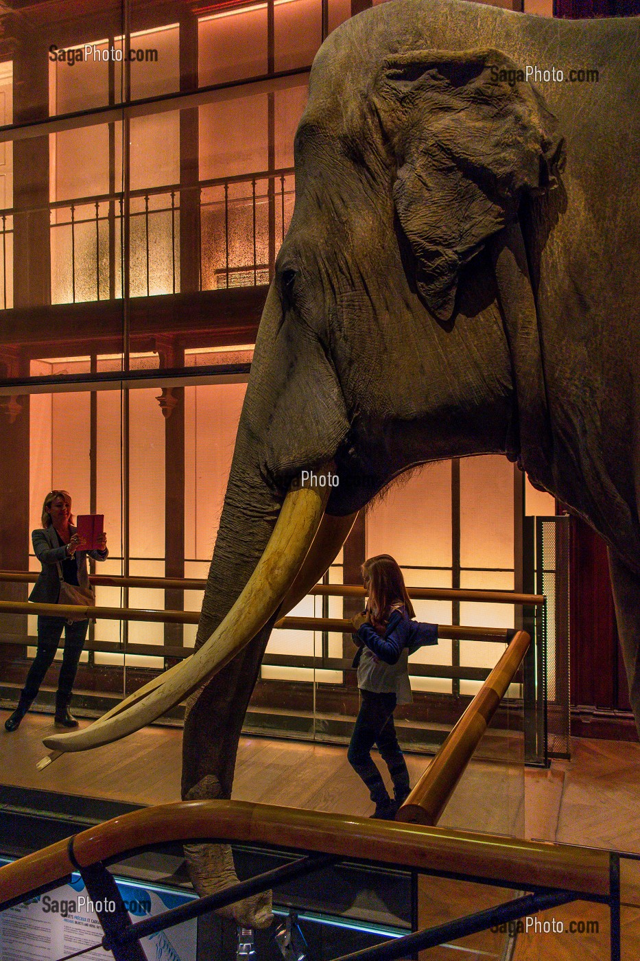 GRANDE GALERIE DE L'EVOLUTION, MUSEUM NATIONAL D'HISTOIRE NATURELLE, JARDIN DES PLANTES, VEME ARRONDISSEMENT, PARIS (75), ILE-DE-FRANCE, FRANCE 