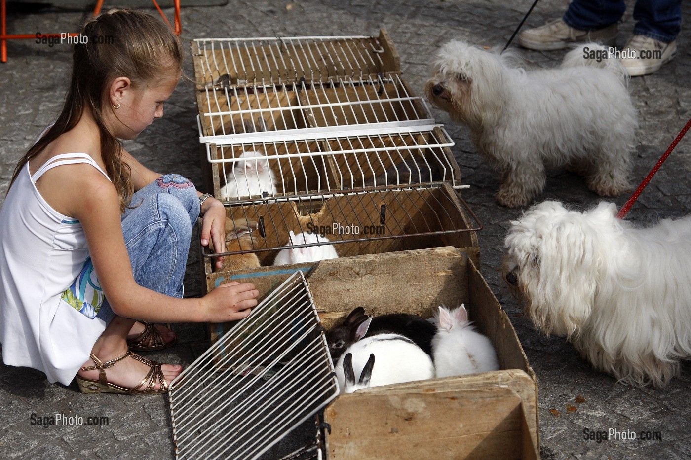 PETITE FILLE SUR LE MARCHE AUX ANIMAUX DOMESTIQUES AVEC DES LAPINS NAINS ET CHIENS CANICHES, MARCHE D'HARFLEUR PRES DU HAVRE, SEINE-MARITIME (76), NORMANDIE, FRANCE 