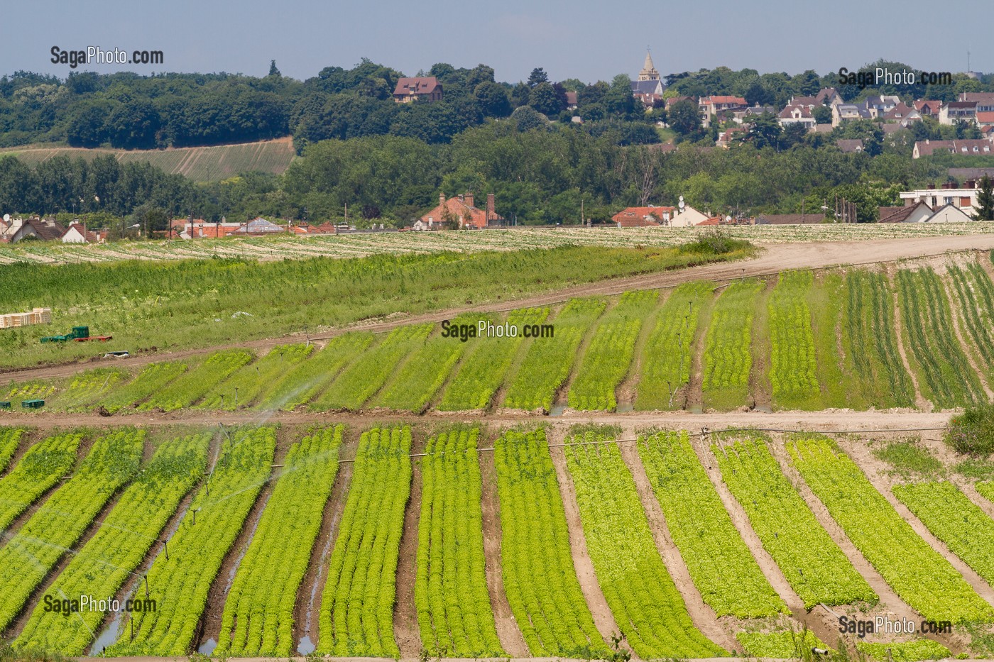 SALADE, PLAINE MARAICHERE, MONTESSON, YVELINES (78), ILE-DE-FRANCE, FRANCE 