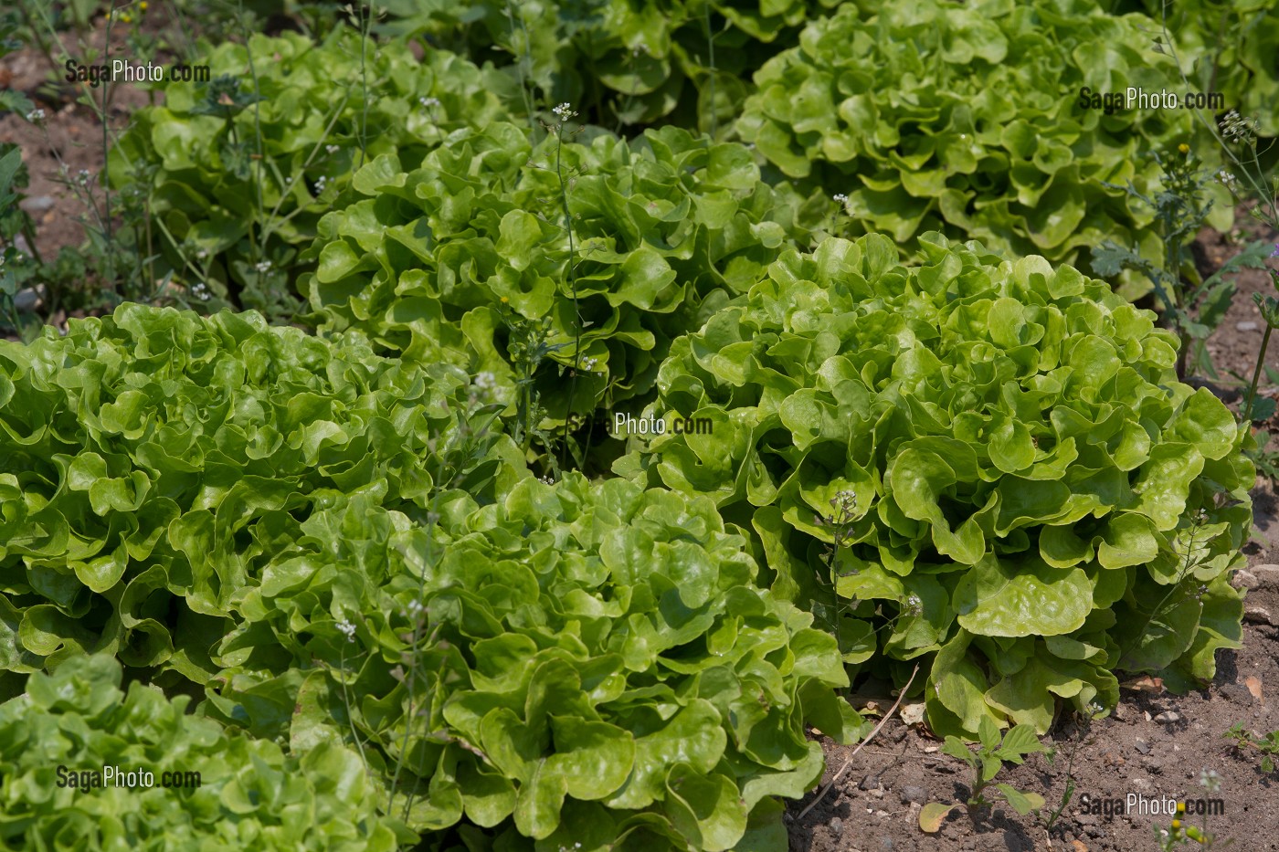 SALADE, PLAINE MARAICHERE, MONTESSON, YVELINES (78), ILE-DE-FRANCE, FRANCE 