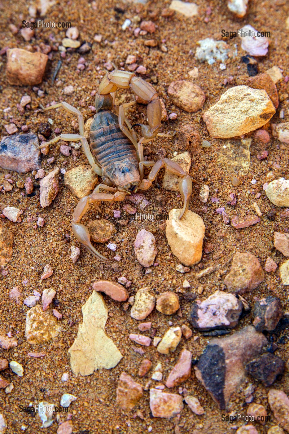 SCORPION JAUNE OU SCORPION LANGUEDOCIEN (BUTHUS OCCITANUS), CARRIERE D'OCRE DU COLORADO PROVENCAL, RUSTREL, VAUCLUSE, FRANCE 