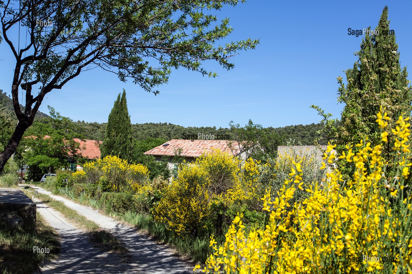 CHEMIN DE GENETS SUR LES HAUTEURS DE VITROLLES EN LUBERON, PARC NATUREL REGIONAL DU LUBERON, VAUCLUSE (84), FRANCE 