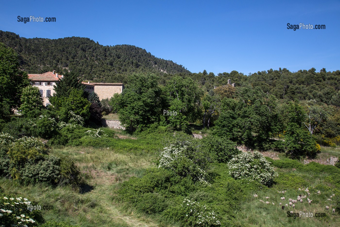 CAMPAGNE ET MOUTONS, VITROLLES EN LUBERON, PARC NATUREL REGIONAL DU LUBERON, VAUCLUSE (84), FRANCE 