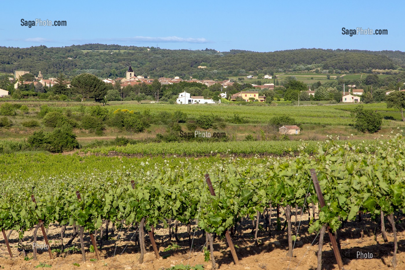 VIGNES (VIN DU LUBERON) DEVANT LE VILLAGE DE LA TOUR D'AIGUES, PARC NATUREL REGIONAL DU LUBERON, VAUCLUSE (84), FRANCE 