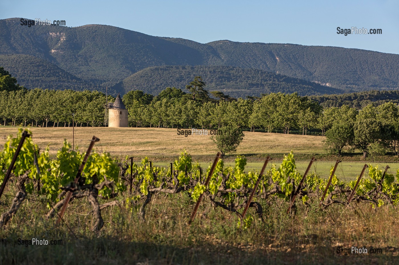 MOULIN A VENT ET VIGNES (VINS DU LUBERON), CABRIERES D'AIGUES, PARC NATUREL REGIONAL DU LUBERON, VAUCLUSE (84), FRANCE 