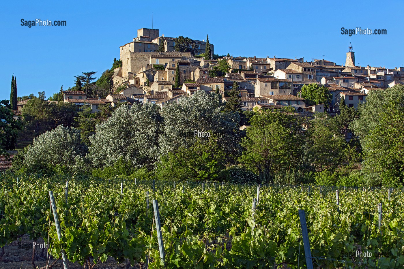 VIGNE DEVANT LE VILLAGE ET CHATEAU D'ANSOUIS, PARC NATUREL REGIONAL DU LUBERON, VAUCLUSE (84), FRANCE 