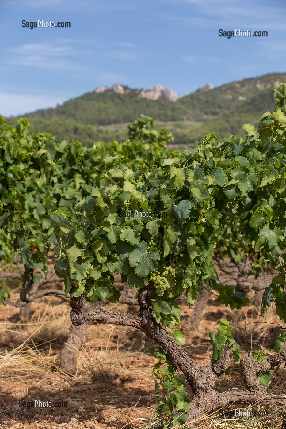 VIGNOBLE DE GIGONDAS AU PIED DES DENTELLES DE MONTMIRAIL, VAUCLUSE (84), FRANCE 