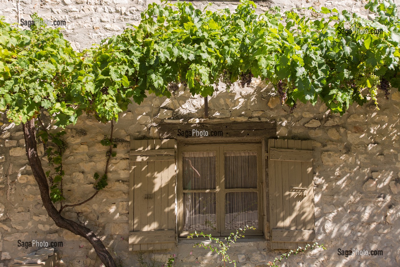 FACADE D'UNE MAISON TRADITIONNELLE EN PIERRE ORNEE D'UNE VIGNE VIERGE, VAISON LA ROMAINE, VAUCLUSE (84), FRANCE 