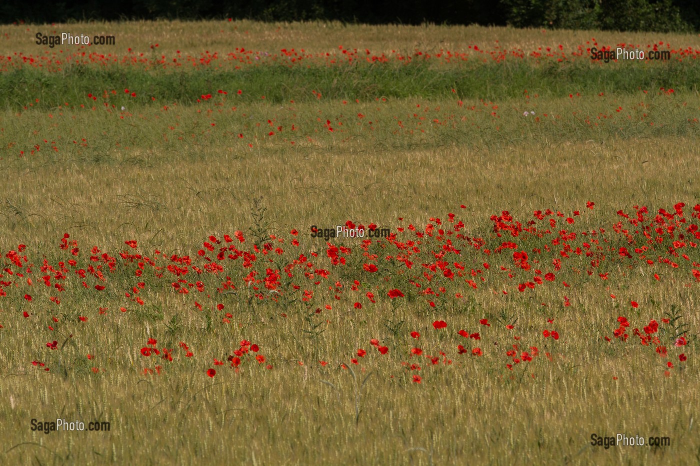 COQUELICOTS DANS UN CHAMPS D'ORGE, ETAMPES, ESSONNE (91), ILE-DE-FRANCE, FRANCE 