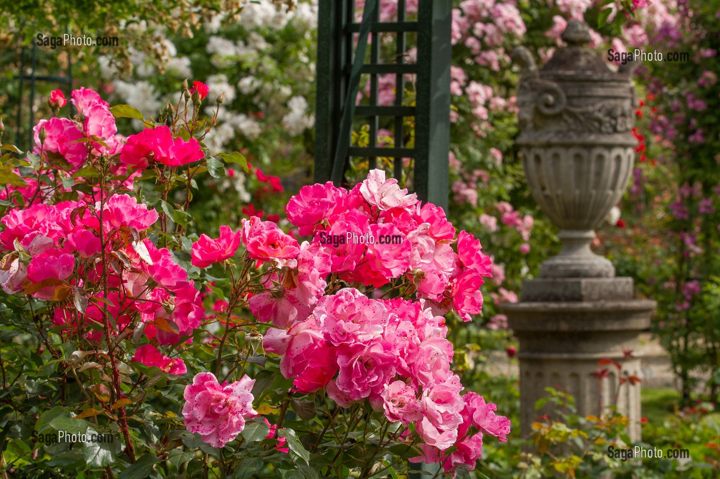 PARC DE LA ROSERAIE DU VAL DE MARNE, FONDE EN 1894 PAR JULES GRAVEREAUX, LE JARDIN EST ENTIEREMENT CONSACRE A LA ROSE, L'HAY LES ROSES, VAL-DE-MARNE (94), ILE-DE-FRANCE, FRANCE 
