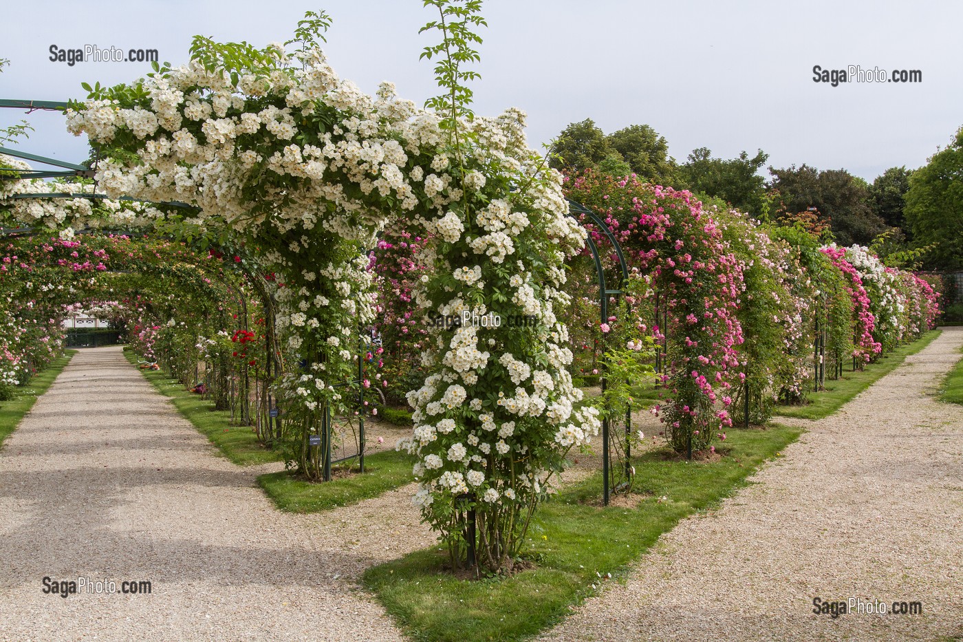 PARC DE LA ROSERAIE DU VAL DE MARNE, FONDE EN 1894 PAR JULES GRAVEREAUX, LE JARDIN EST ENTIEREMENT CONSACRE A LA ROSE, L'HAY LES ROSES, VAL-DE-MARNE (94), ILE-DE-FRANCE, FRANCE 