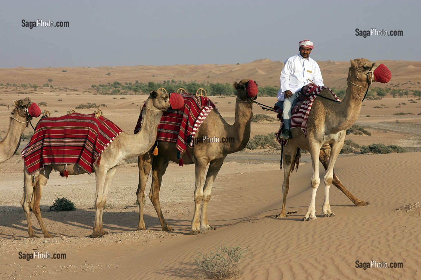 CARAVANE DE DROMADAIRES, CHAMELIER, DESERT, HOTEL, AL MAHA DESERT RESORT AND SPA, DESERT, DUBAI, EMIRATS ARABES UNIS 