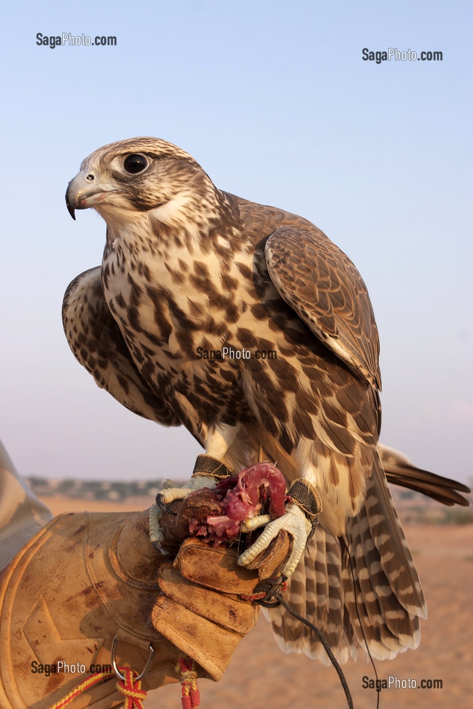 FAUCON, DRESSAGE DE FAUCONS, DESERT, HOTEL, AL MAHA DESERT RESORT AND SPA, DESERT, DUBAI, EMIRATS ARABES UNIS 