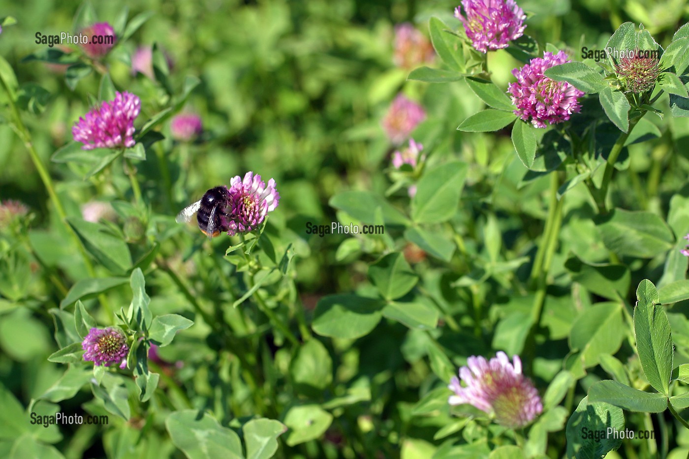 POLLINISATION D'UN CHAMPS DE TREFLES EN FLEURS AVEC BOURDON, ORNE (61) 