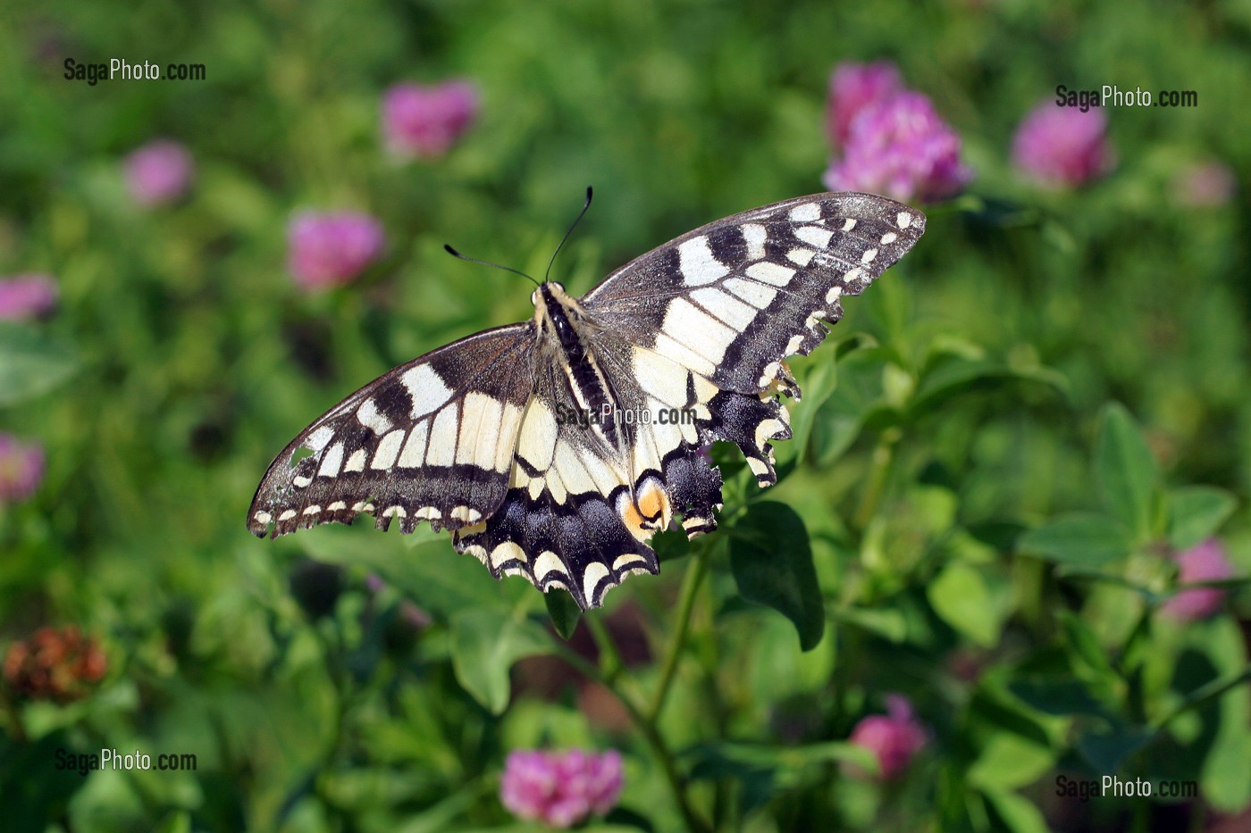 POLLINISATION D'UN CHAMPS DE TREFLES EN FLEURS AVEC PAPILLON, ORNE (61) 