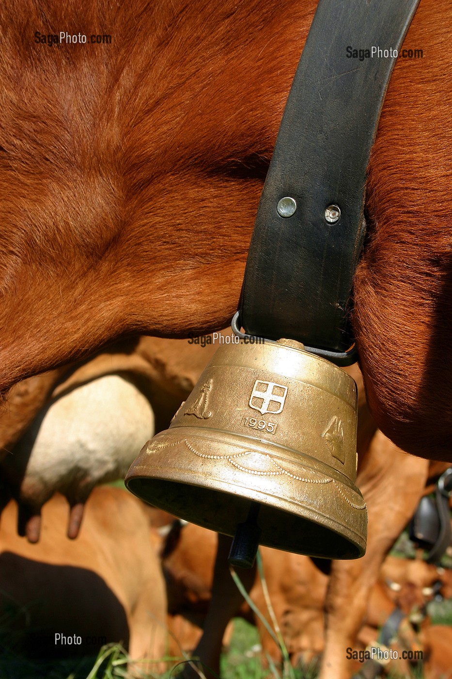 VACHES DE RACE TARENTAISE AVEC CLARINE EN ALPAGE, BEAUFORTIN, SAVOIE (73) 