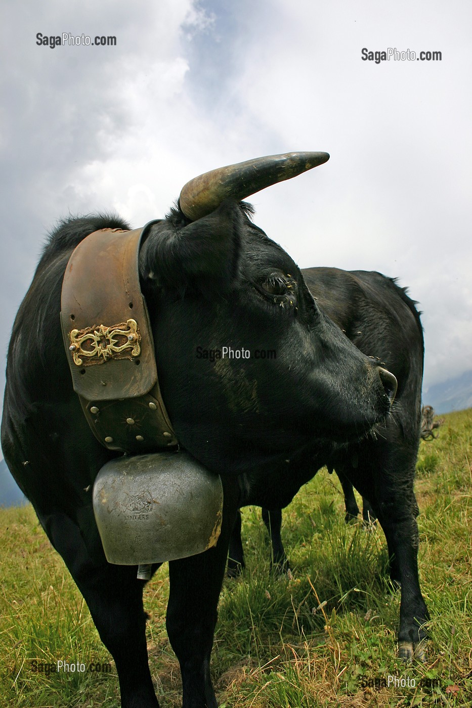 VACHE DE RACE HERENS EN ALPAGE, HAUTE-SAVOIE (74) 