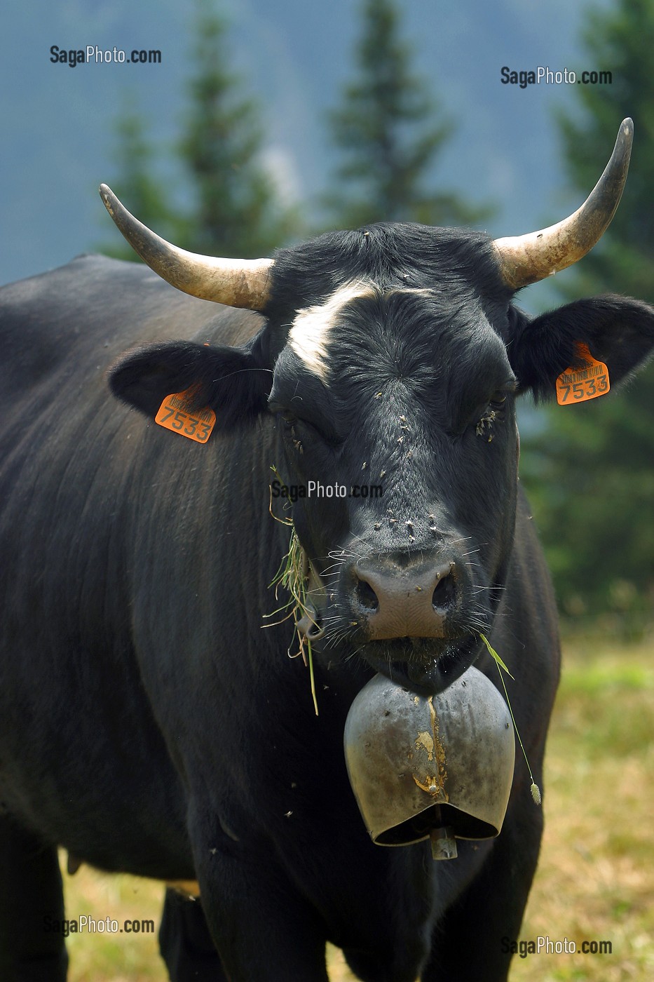VACHE DE RACE HERENS EN ALPAGE, HAUTE-SAVOIE (74) 