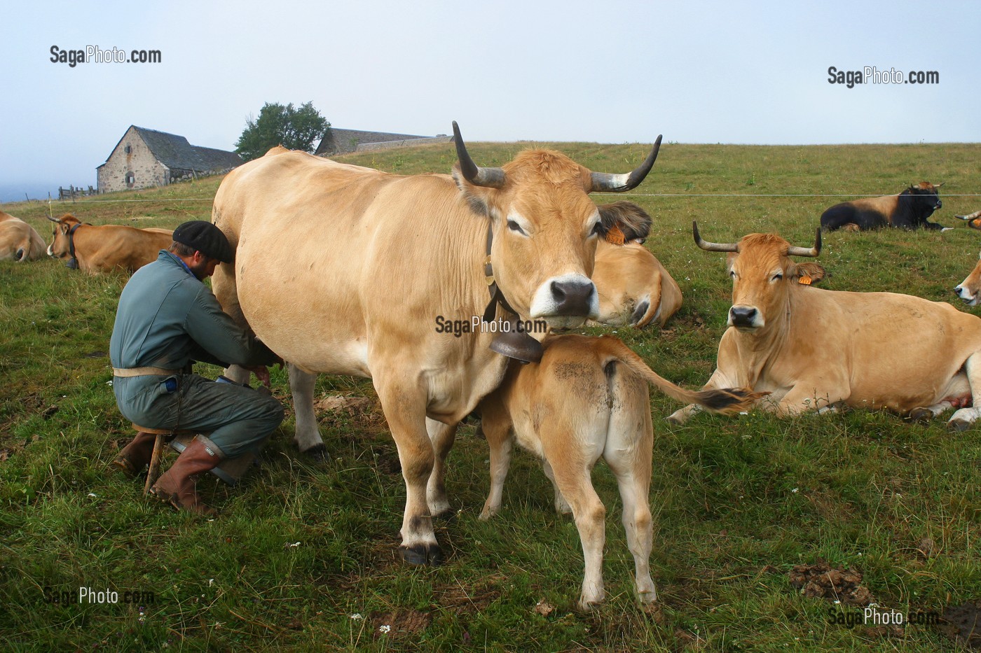 photo-de-traite-manuelle-de-vaches-de-race-aubrac-en-estive-sur-le