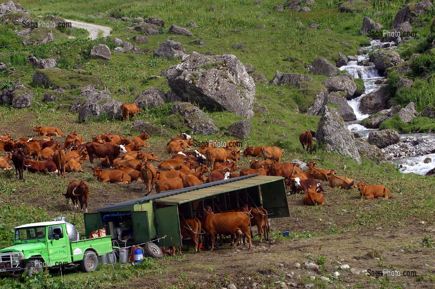 TRAITE AMBULANTE DE VACHES DE RACE TARENTAISE ET ABONDANCE EN ALPAGE 