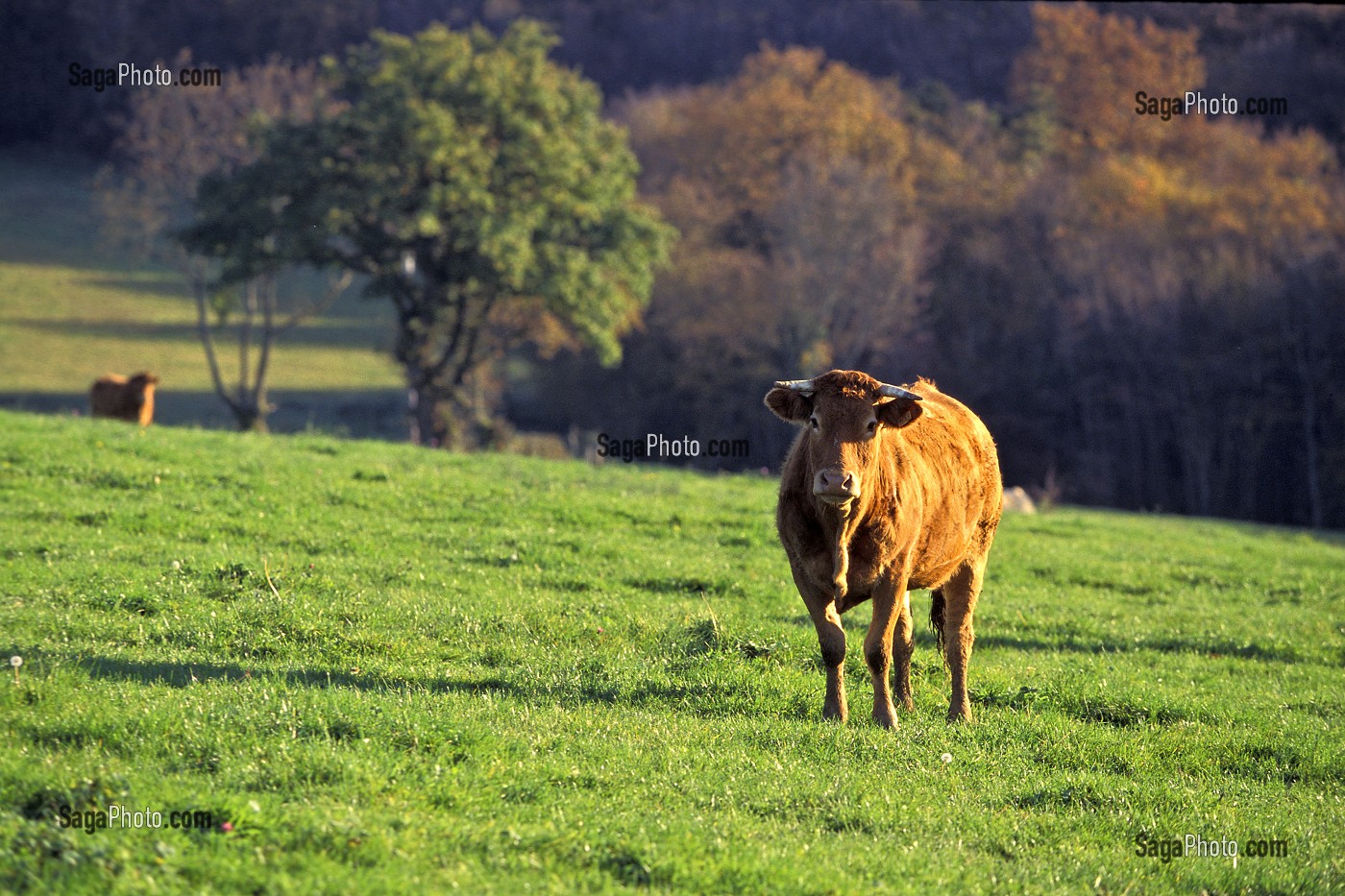 VACHE DE RACE LIMOUSINE DANS UNE PRAIRIE, SAVOIE (73) 
