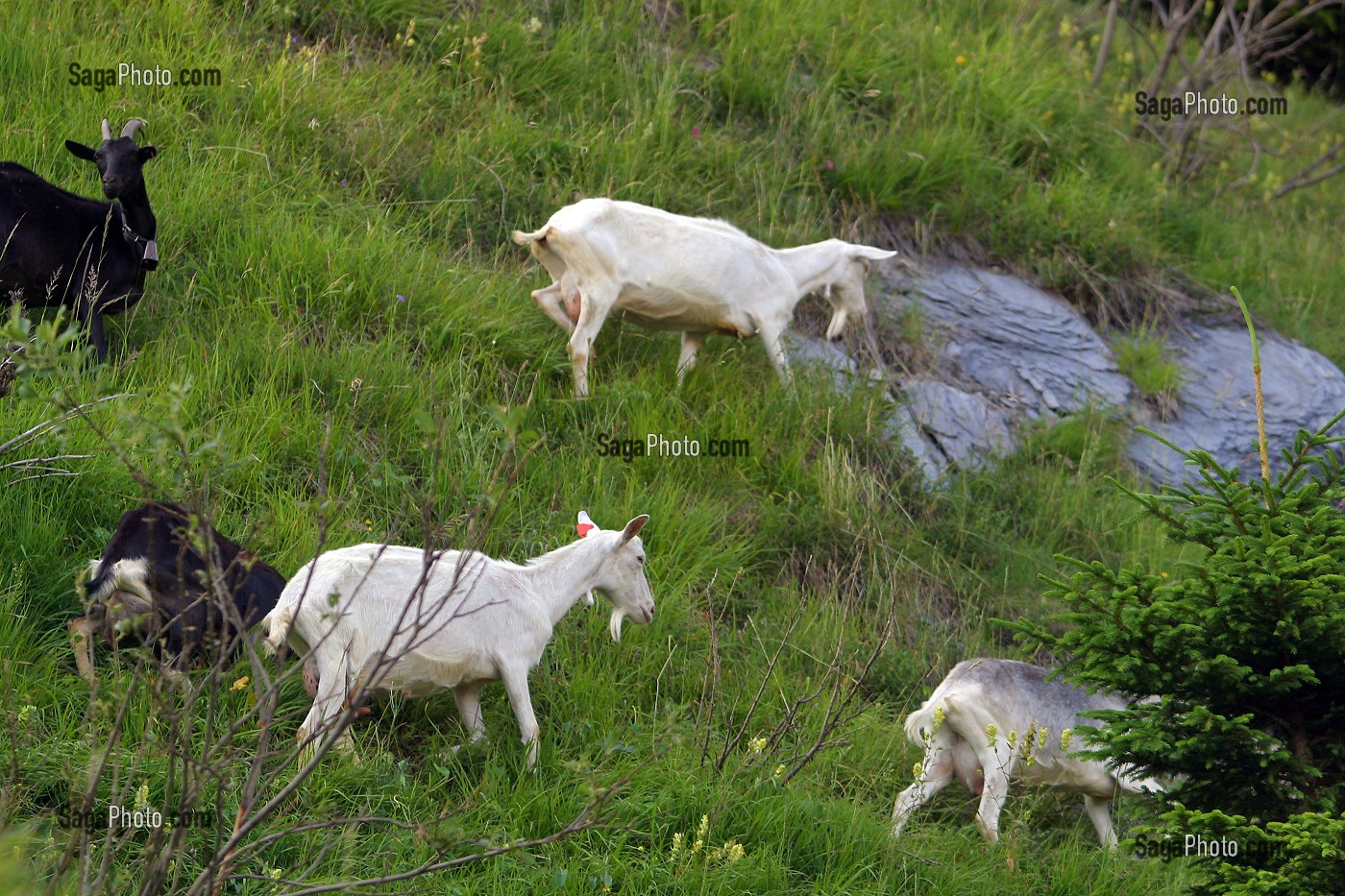 CHEVRE DE RACE ALPINE EN ALPAGE, BEAUFORTIN 
