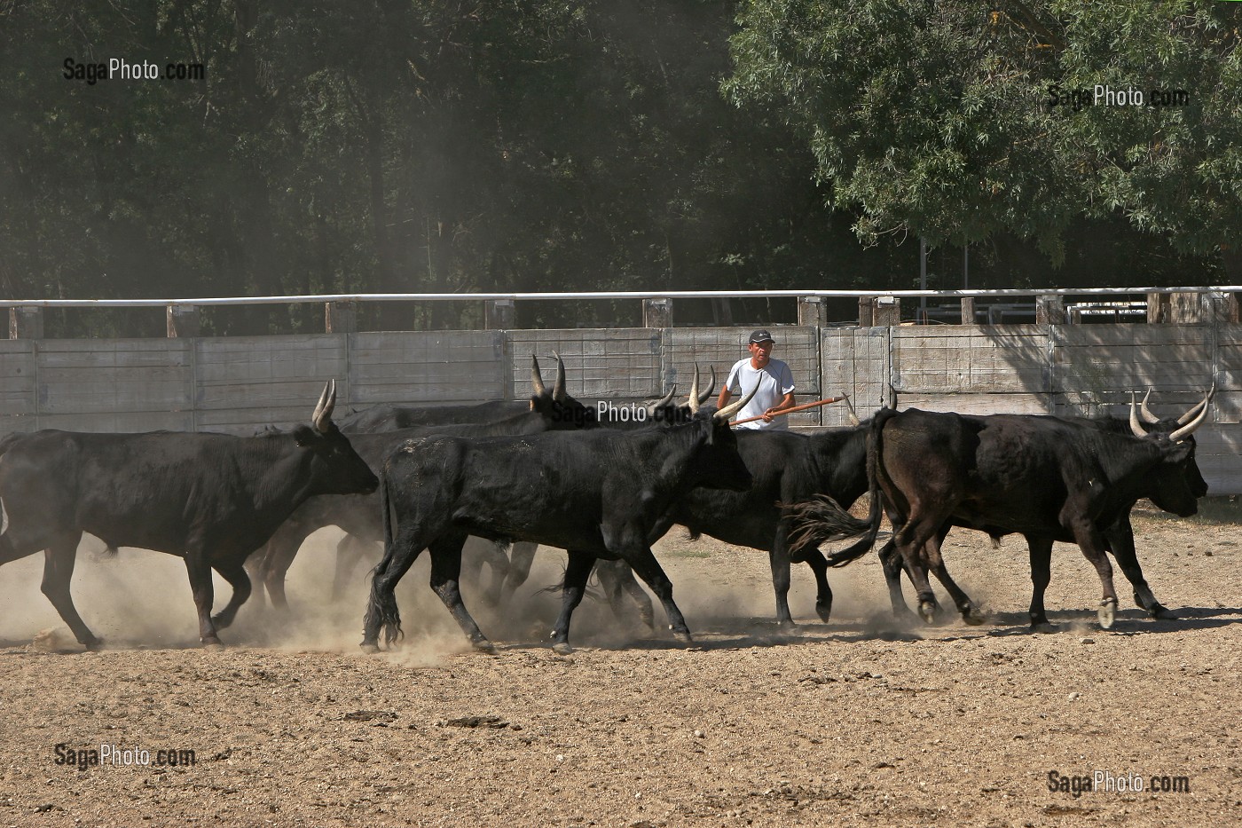 RACE BOVINE CAMARGUAISE, MANADE, CAMARGUE, GARD (30) 