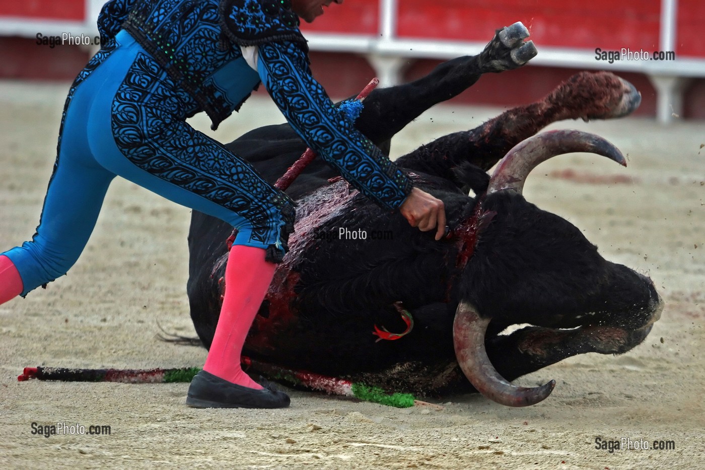 CORRIDA DE TOROS, TAUREAU DE COMBAT CROISES CAMARGUE - ESPAGNOL, ARENE DE SAINT GILLES, MISE A MORT, TOREADOR, GARD (30) 