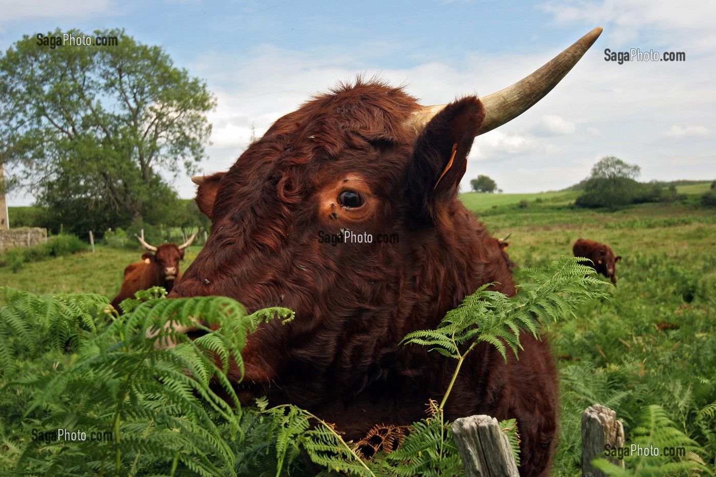 VACHE DE RACE BOVINE SALERS AU PRE, CANTAL (15) 
