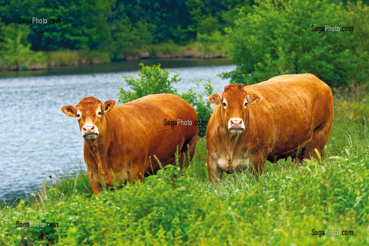 VACHE DE RACE BOVINE LIMOUSINE AU PRE, HAUTE VIENNE (87) 