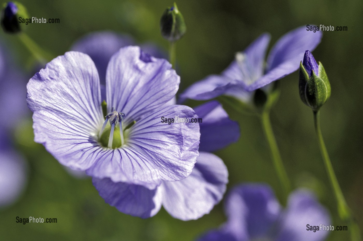 FLEUR DE LIN, MAUVE, EURE (27) 
