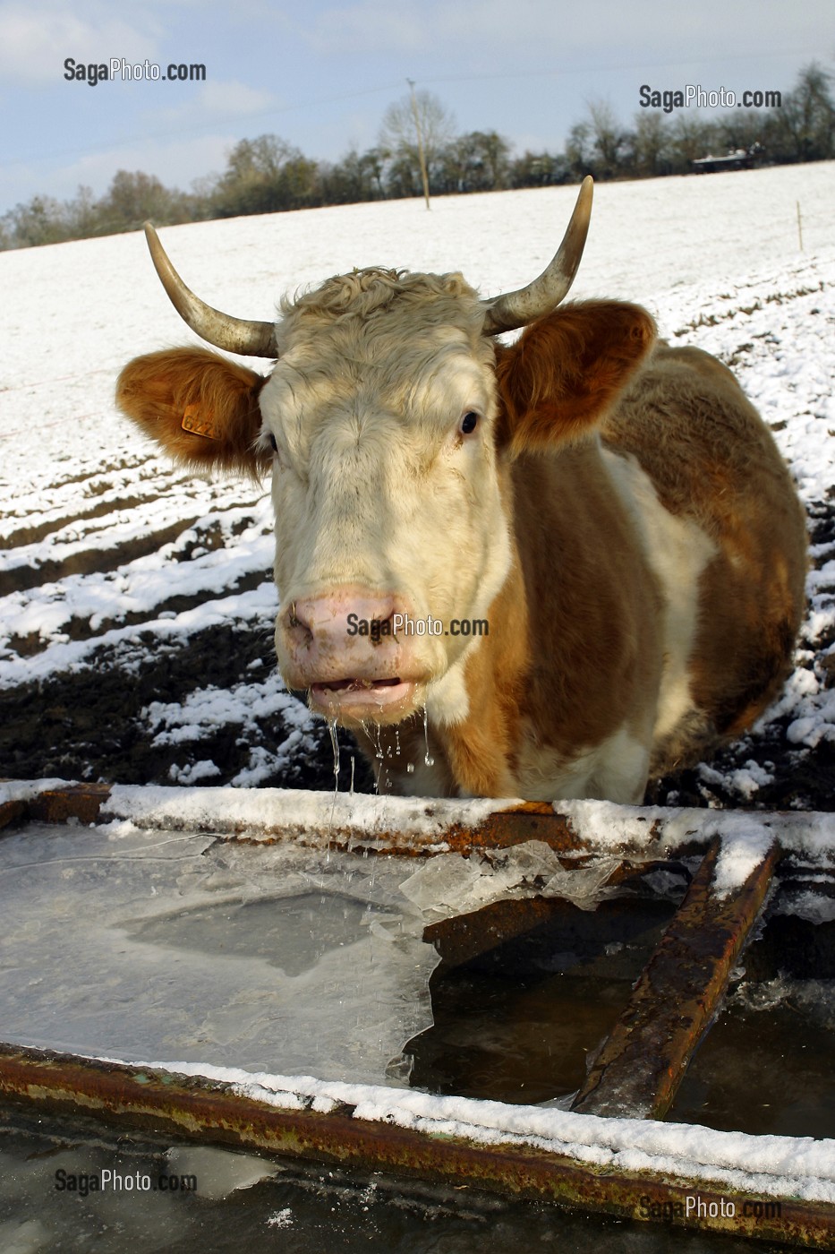 VACHE S'ABREUVANT  A UN ABREUVOIR AVEC DE L'EAU GELEE EN HIVER, ORNE (61) 