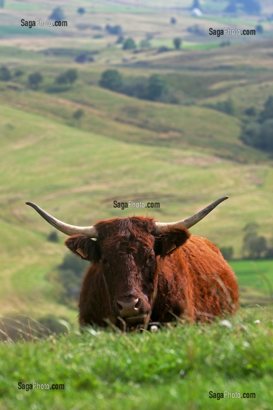 VACHE DE RACE BOVINE SALERS AU PRE, CANTAL (15) 