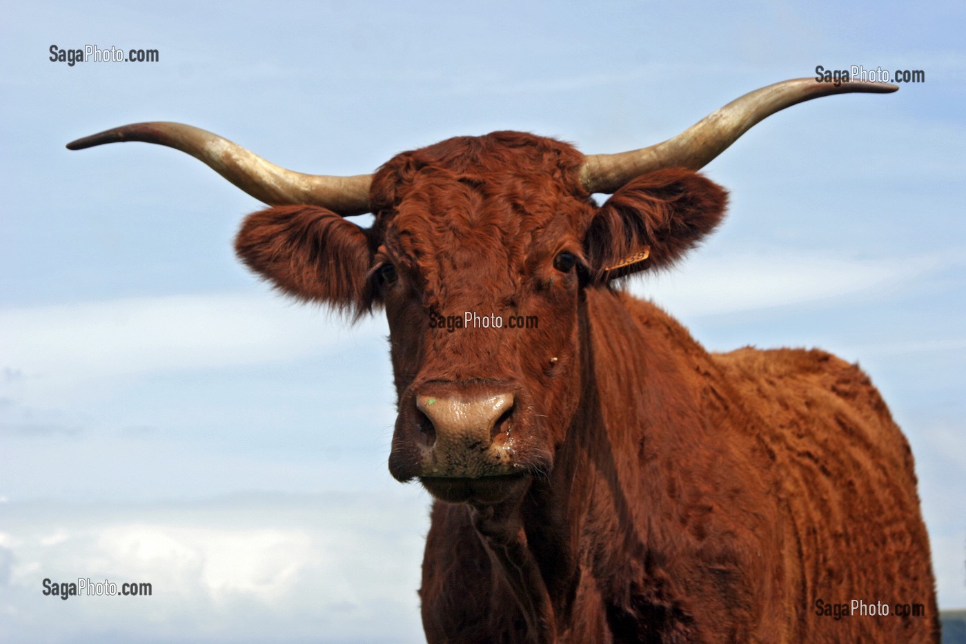 VACHE DE RACE BOVINE SALERS AU PRE, CANTAL (15) 